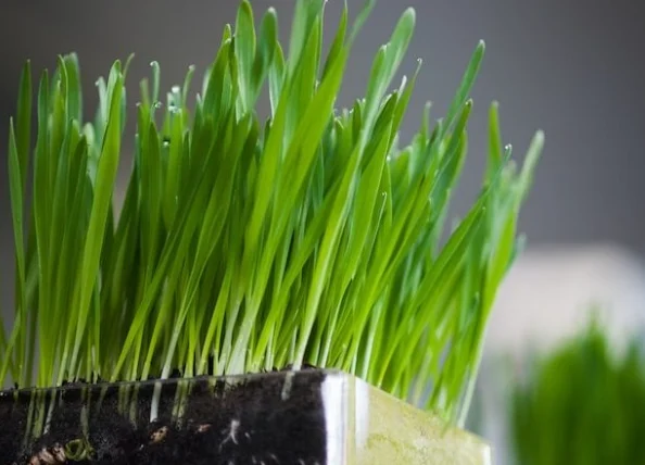 小麥草狗狗可以吃嗎