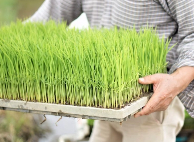 狗草全解析：狗狗吃草的好處、風險與安全餵食指南