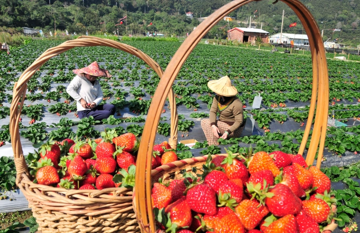 大湖除了草莓：隱藏景點、美食與一日遊行程全攻略