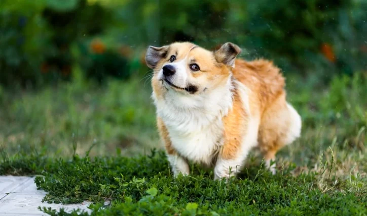 狗白內障眼藥水