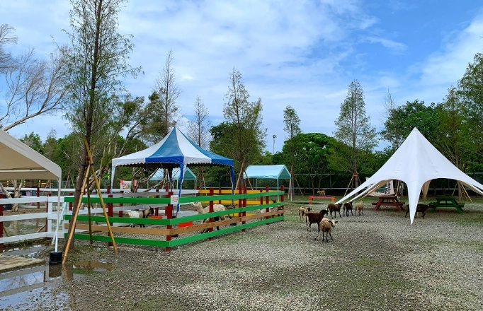 阿里山寵物友善景點全攻略：帶著毛孩輕鬆遊森林鐵道與神木群