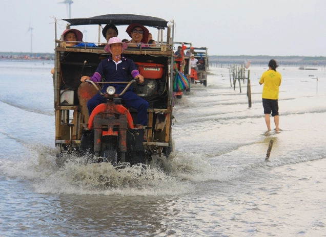 王功採蚵車體驗全攻略：路線、預約、必玩景點一次看