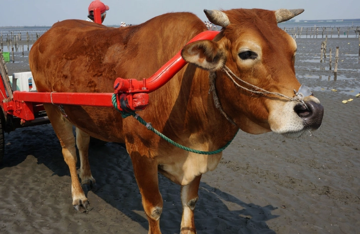 彰化牛車體驗全攻略：地點、價格、行程與專家建議