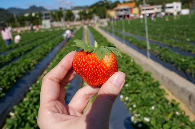 苗栗採草莓一日遊