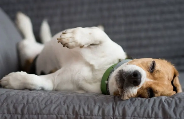 狗狗突然一直睡覺