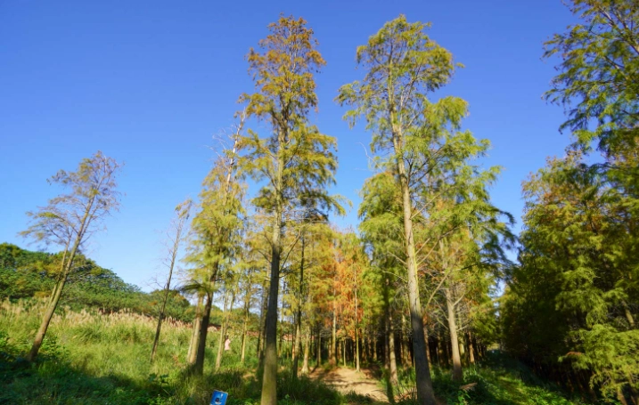 楊梅拍照景點全攻略：5個必拍秘境與行程規劃指南