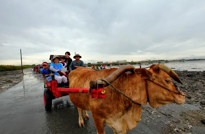 王功牛車採蚵全攻略：體驗、行程、技巧與美食一次搞懂