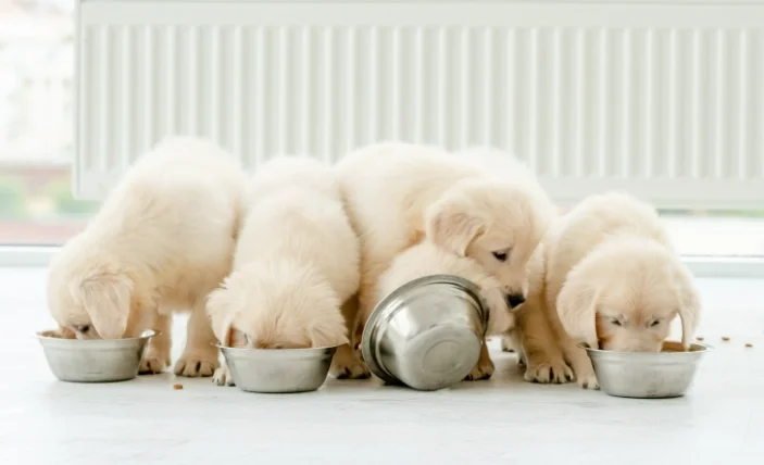 狗狗白內障吃什麼