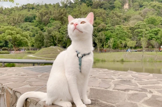 可以帶貓咪去的地方台北