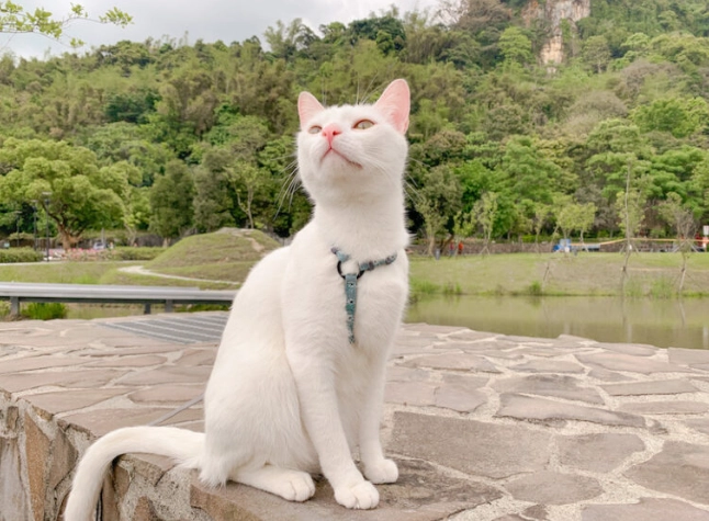 台北帶貓咪出遊全攻略：精選寵物友善場所與實用貼士